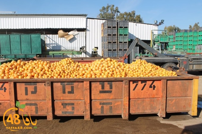 re7la janob (50).JPG